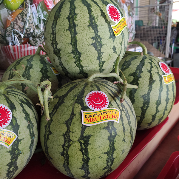 Dưa hấu không hạt (Mặt trời đỏ)